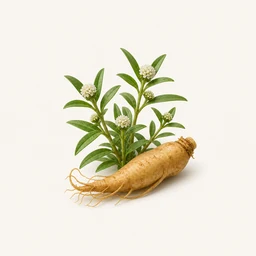 Pfaffia glomerata - natural source of Ecdysterone supplement