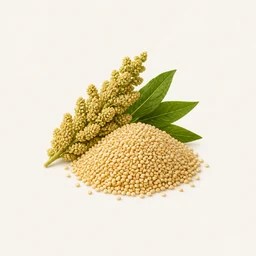Quinoa - natural source of Ecdysterone supplement