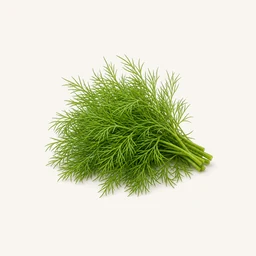 Dill - natural source of Quercetin supplement