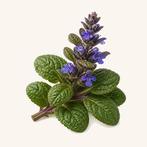 Ajuga turkestanica - natural source of Turkesterone supplement